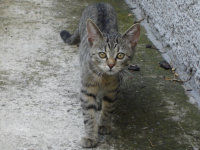 ohne Leine im Garten