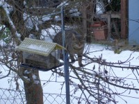 beim futterh&auml;uschen